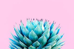 Blue Agave (American Aloe) Plant; Pink Background