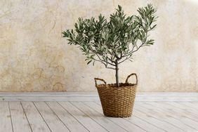 aldi-olive-tree-GettyImages-1364172307