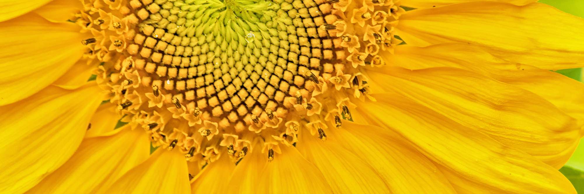 Banner image of sunflower bloom closeup