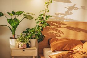 best-plants-for-bedroom-GettyImages-1396570805