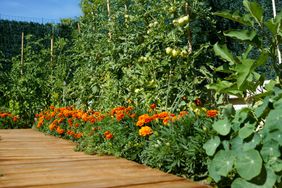 A bed of flowering turkey carnations along a slatted walkway in front of tomato plants and capucine and marigolds