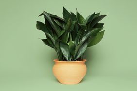 cast-iron-plant-GettyImages-492778621