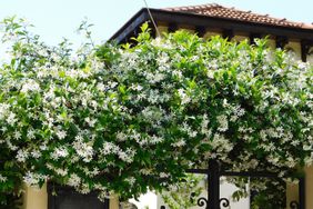 Star Jasmine climbing plant