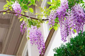 flowering vines