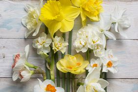 Cut daffodils