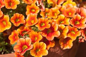 Close-up of beautiful little Petunia Flowers