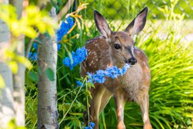 deer in garden