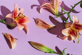 Flowers composition. Lily flowers on purple background