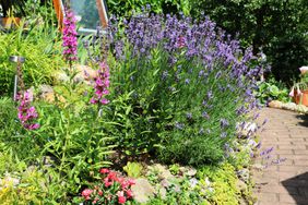 lavender plant as and edging plant in a garden