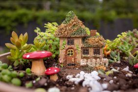 Miniature plants in a fairy garden