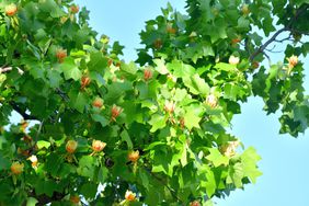 Tulip tree 