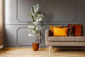 Ficus next to brown couch with orange pillows in dark grey apartment interior