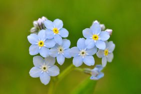 forget-me-not-flowers-GettyImages-1359158074