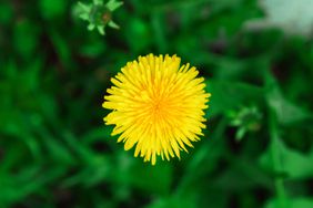 dandelion