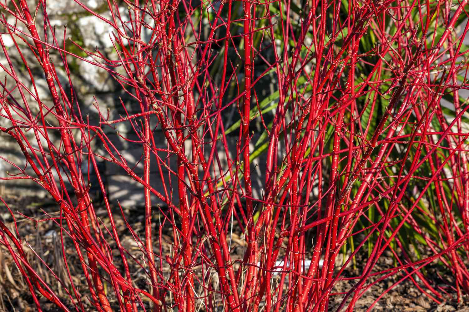 Cornus alba 'Sibirica' shrub