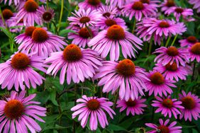 coneflower