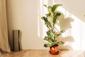 fiddle leaf fig