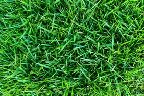 zoysia grass