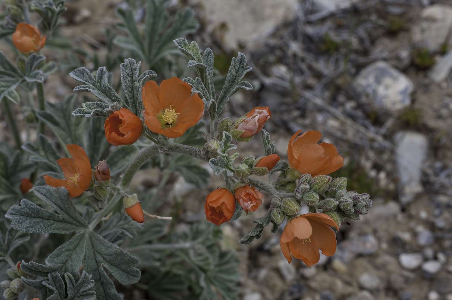 Globemallow plants