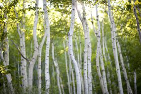 birch trees