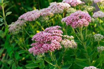 Pink flowers