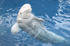 Beluga Whale: gifting experiences