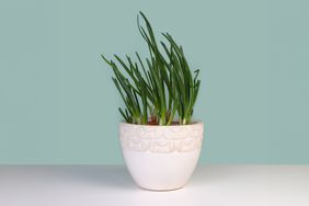 chives in a potted plant