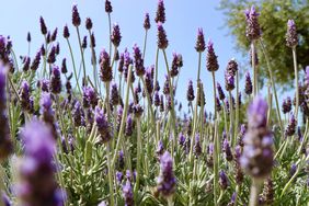 grow-french-lavendar-GettyImages-1479441015