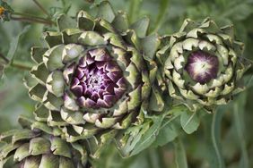 artichokes