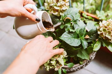 Ground coffee, coffee residue, coffee grounds, thrown under hydrangea bush, in flower pot, is natural fertilizer