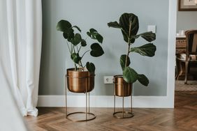 Two house plants in metal plant stands