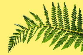 Fern leaf on yellow background