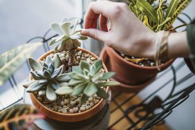 Succulent plants in an apartment