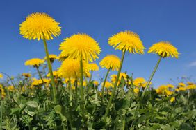 Dandelions growing in a yard