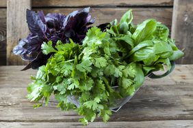 Bunch of fresh cilantro, red and green basil in a strainer on the rustic wooden table