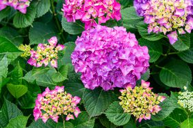 View of hydrangea flowers in the garden on a sunny day.