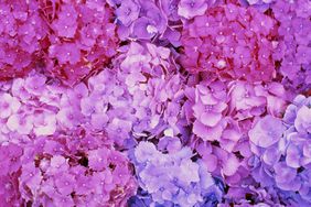 Hydrangea Care