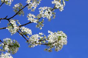 bradford pear tree