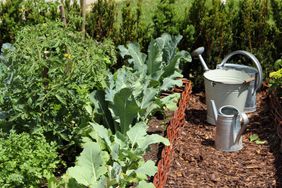 vegetable garden with watering cans