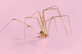 spider on pink background