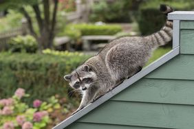 racoon in a yard