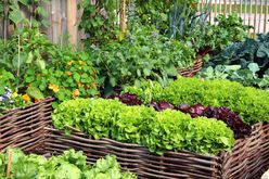 raised garden beds with vegetables