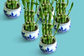 group of lucky bamboo plants on blue