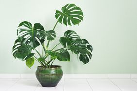 monstera-plant-realsimple-GettyImages-1371362239