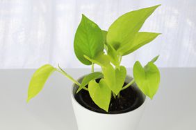 neon pothos