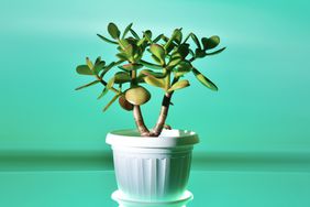 Succulent houseplant Crassula in a pot on a white background. View from above