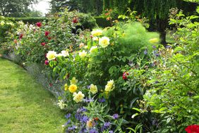 Bright Colorful Roses and Flowers 