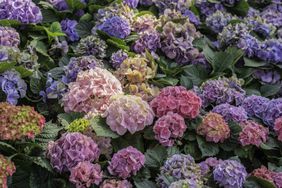 perennial-flowers-GettyImages-1457333551