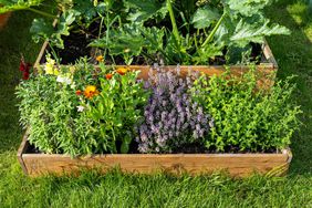 A wooden crate with various vegetables, standing on the grass in the garden.