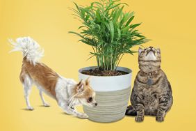 Pet-Friendly House Plants for Cats and Dogs, pets with plants